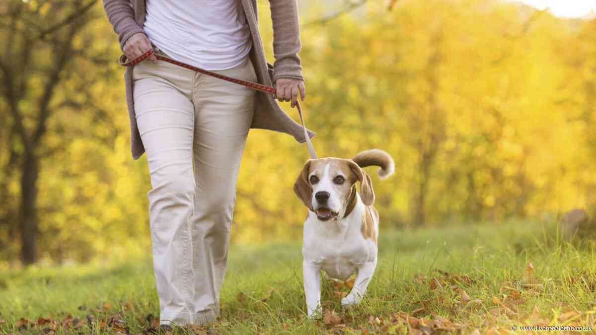 RSPCA shares five second rule when walking your dog during the heatwave