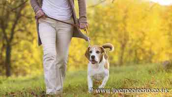 RSPCA shares five second rule when walking your dog during the heatwave