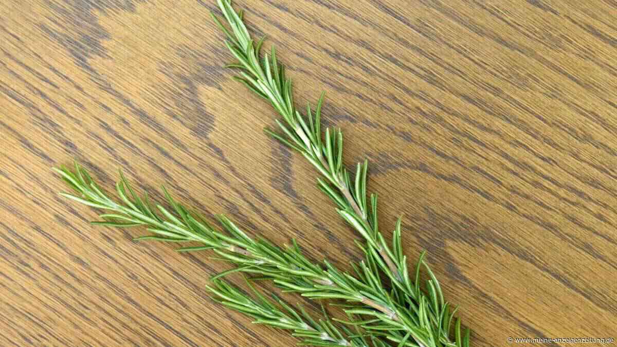 Dieser Strauch reinigt die Luft und macht Insekten das Leben schwer