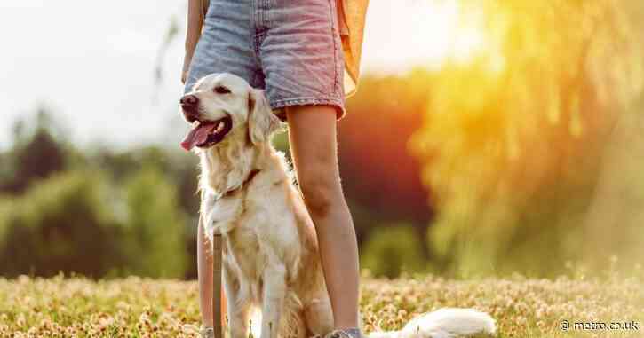 The rule every dog owner needs to know during the heatwave