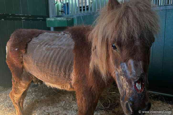 Sévices graves envers le poney Obélix : un an de prison avec sursis pour la responsable du Sanctuaire de la dernière chance, près de Draguignan