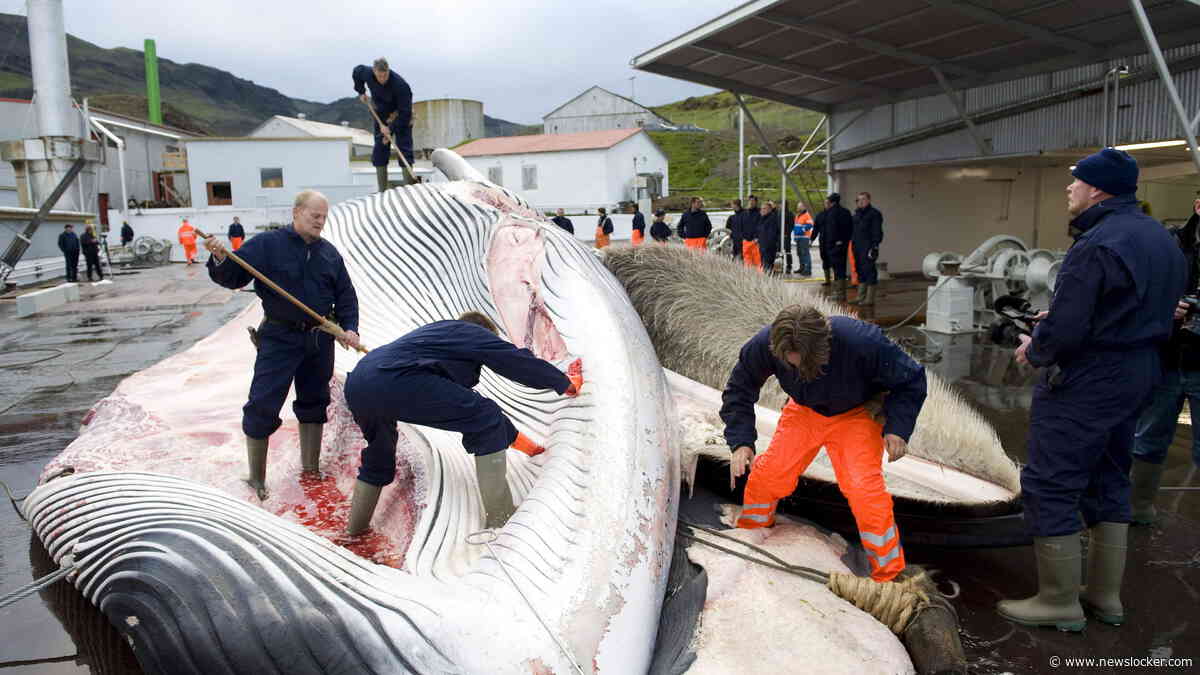 IJsland hervat walvisjacht: twee vinwalvissen gedood ondanks protesten