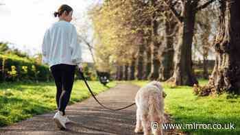 Dog owners told to avoid ‘11am to 3pm’ walking mistake during 35C heatwave