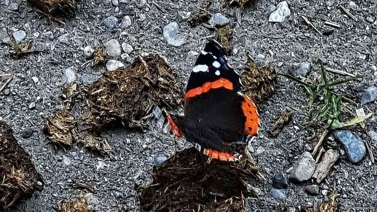 Mit Becherlupe auf der Jagd – Experte bringt Welt der Schmetterlinge näher
