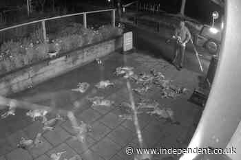 Man caught dumping dead barn owl and kestrel in ‘horror movie scene’ outside Hampshire village shop