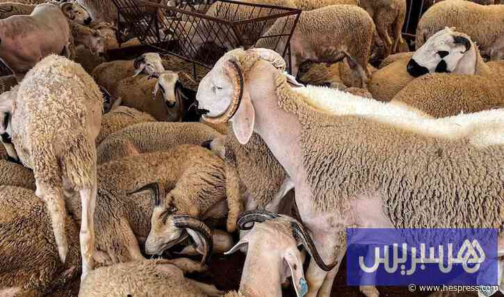 وزارة الفلاحة تدرس إعادة فتح باب استيراد الأغنام من بلدان أوروبية