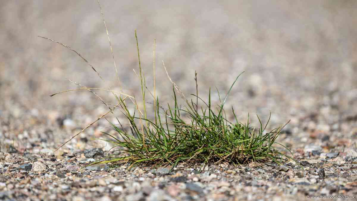 Kill weeds growing on gravel paths and patios with Alan Titchmarsh's chemical-free method