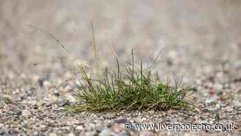 Kill weeds growing on gravel paths and patios with Alan Titchmarsh's chemical-free method