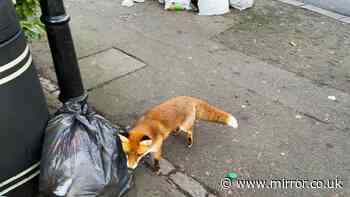 Foxes will stay away from your bins if you place this 1 common item on top