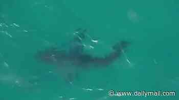 Unsettling moment great white shark is spotted off Bondi Beach just days after young mother Leah Stewart was severely mauled at nearby Coogee