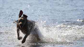 RSPCA warn 40C heatwave weather could be 'silent killer' for pets