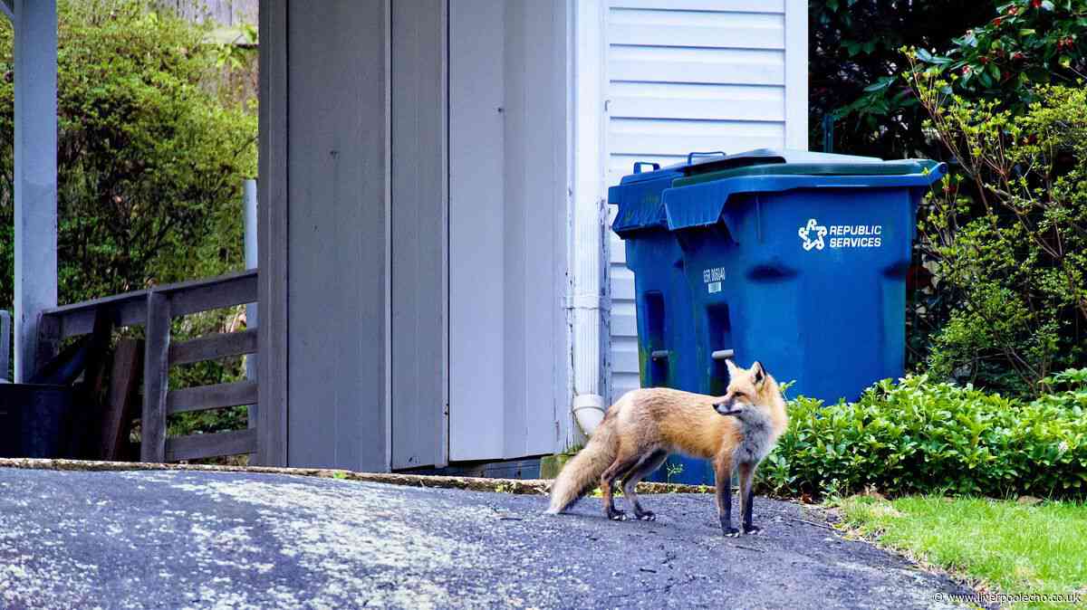 Keep foxes away from your bins using 1 common kitchen item everyone has