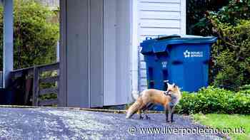 Keep foxes away from your bins using 1 common kitchen item everyone has