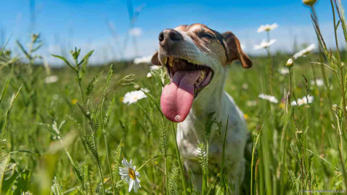 7-second test to see if it's too hot to walk your dog in 40-degree heatwave