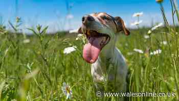 7-second test to see if it's too hot to walk your dog in 40-degree heatwave