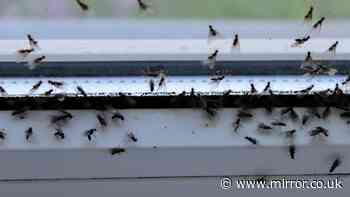 Banish flies from home and garden during 40C heatwave with two kitchen items
