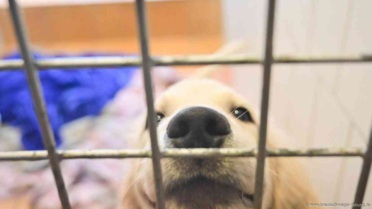 Verwahrloste Hunde im Kreis Gifhorn: 62 Tiere bereits vermittelt