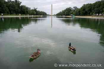 Ducks have been found dead near Trump’s algae-laden, paint-peeling Reflecting Pool, report claims