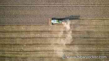 Hittegolf brengt Europese tarweoogst in gevaar