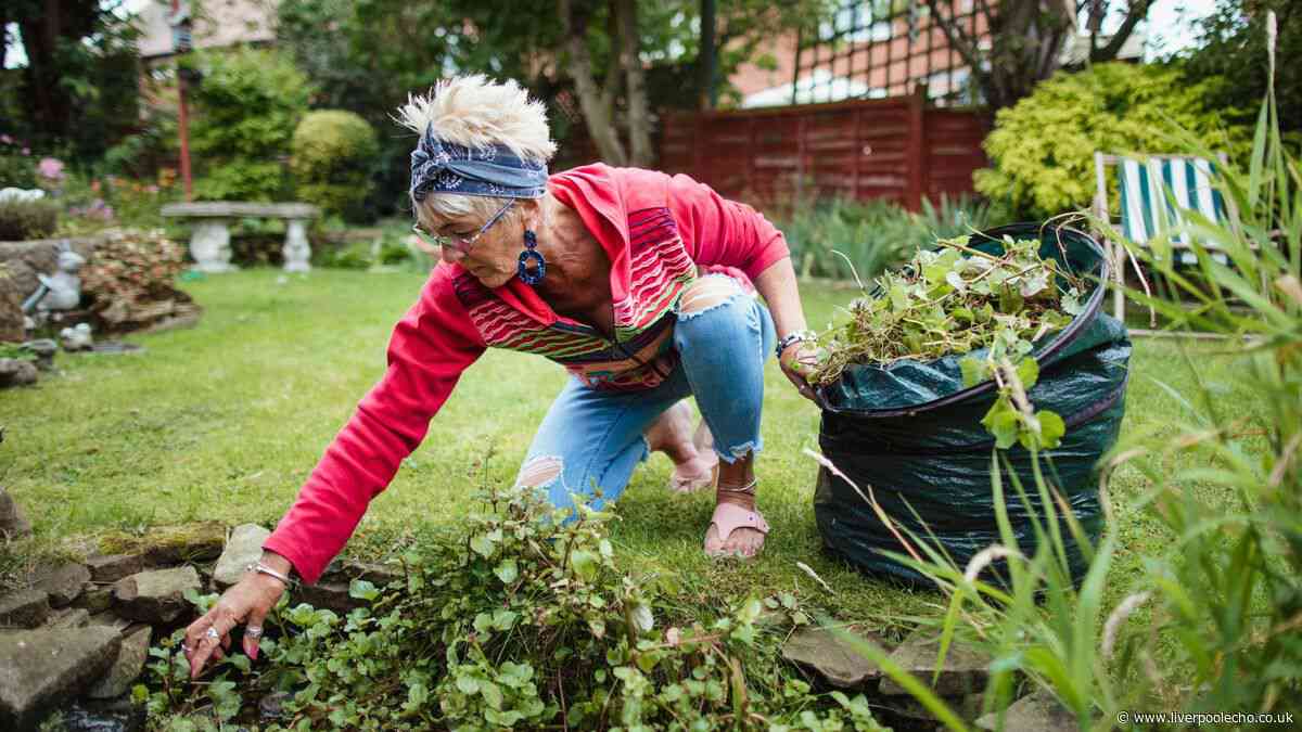 BBC Gardeners' World expert reveals four ways to give your lawn a boost this month