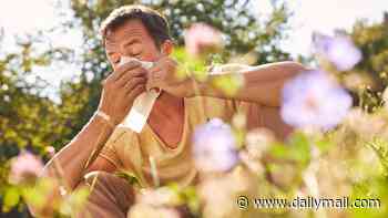 Experts reveal how to stop hay fever immediately - as Britain braces for a 'pollen bomb'