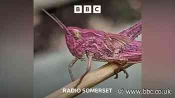 Rare pink grasshoppers found in garden