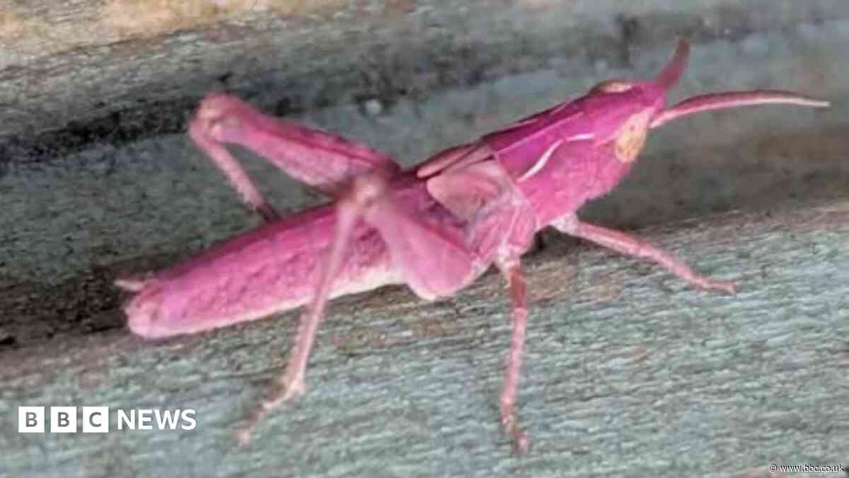 Woman finds rare pink grasshoppers in garden