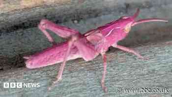 Woman finds rare pink grasshoppers in garden