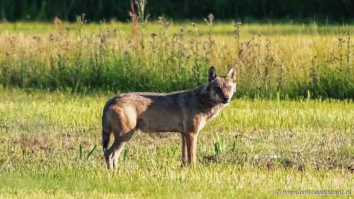 De wolf rukt weer op in Brabant: negen schapen doodgebeten sinds februari