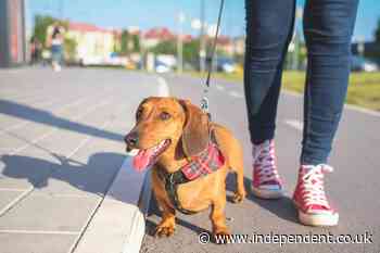 When is it too hot to walk your dog? Owners warned of ‘silent killer’ as temperatures soar