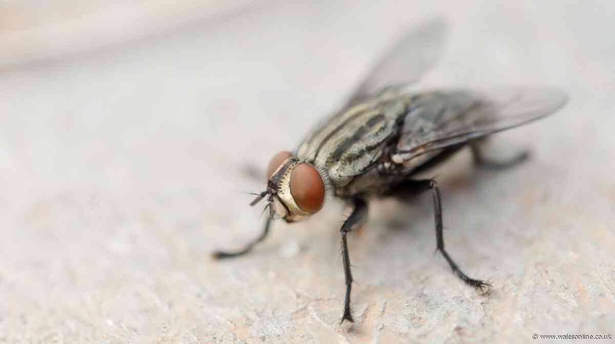 Keep flies away from your food during 40C heat surge with two common ingredients