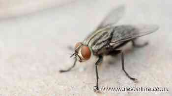 Keep flies away from your food during 40C heat surge with two common ingredients