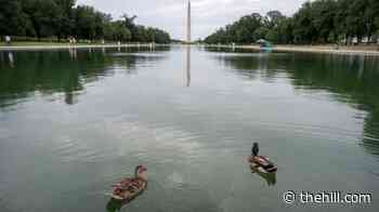 Two more ducks found dead near Reflecting Pool