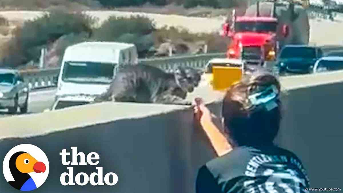 Tiny Feral Kitten Rescued From Highway Helped Family Heal After House Fire | The Dodo