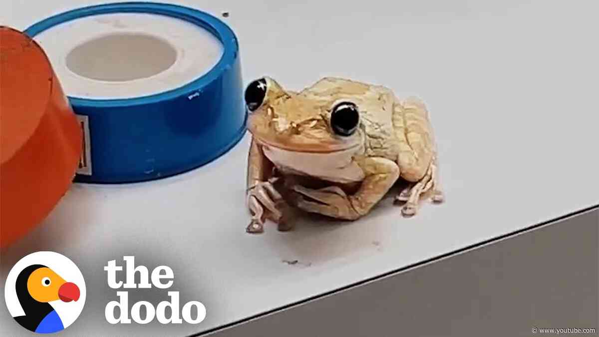 Tiny Frog Peeks Out Of The Sink Like A Little Goblin | The Dodo