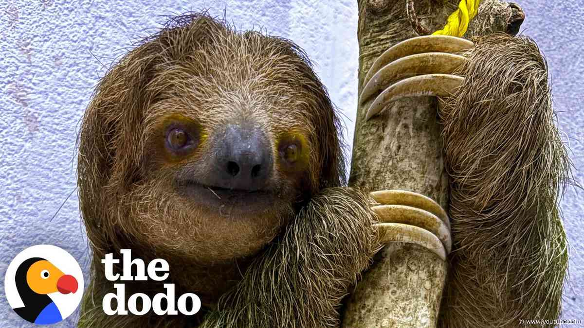 Baby Sloth Clings To Mom After Being Saved From Traffickers | The Dodo