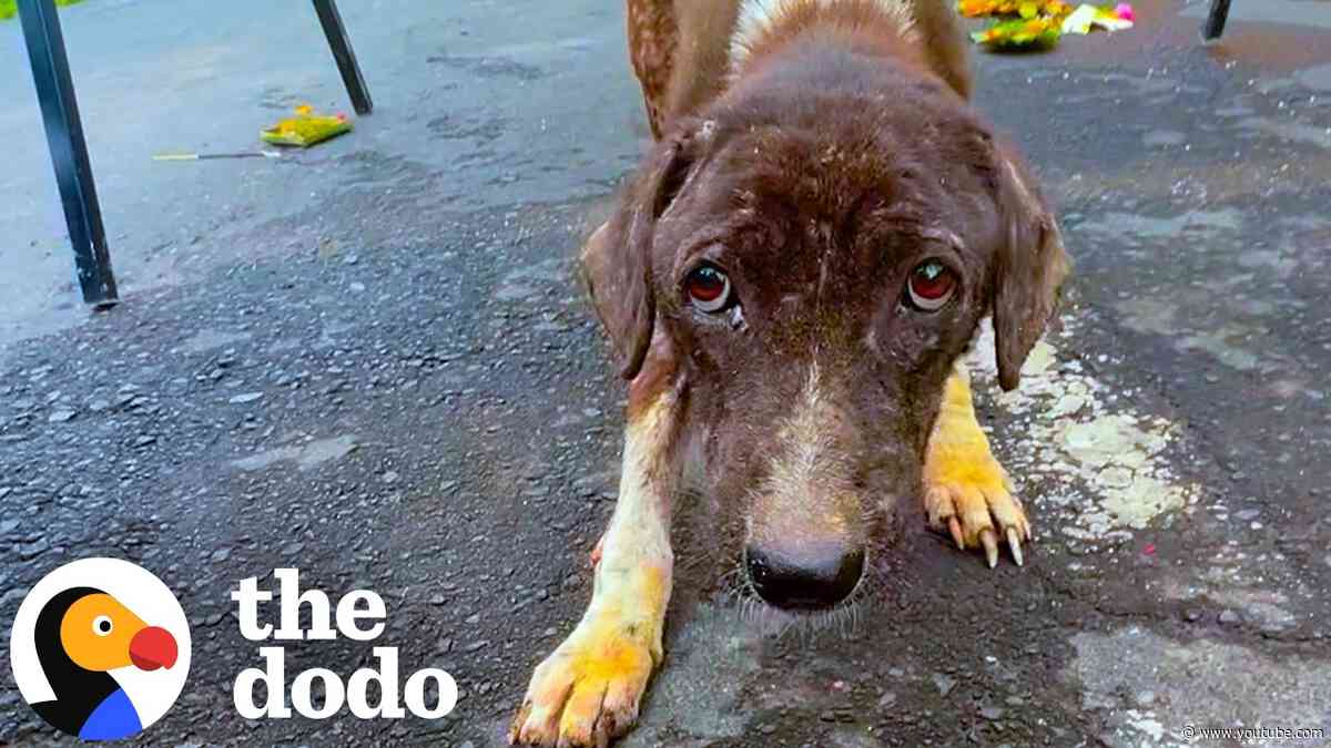 Skinny Pittie Mix Searches Through Street Trash For Food | The Dodo
