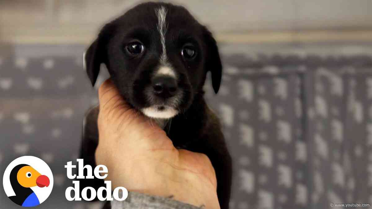 Someone Threw A Saint Bernard Puppy Over Their Fence At Night | The Dodo