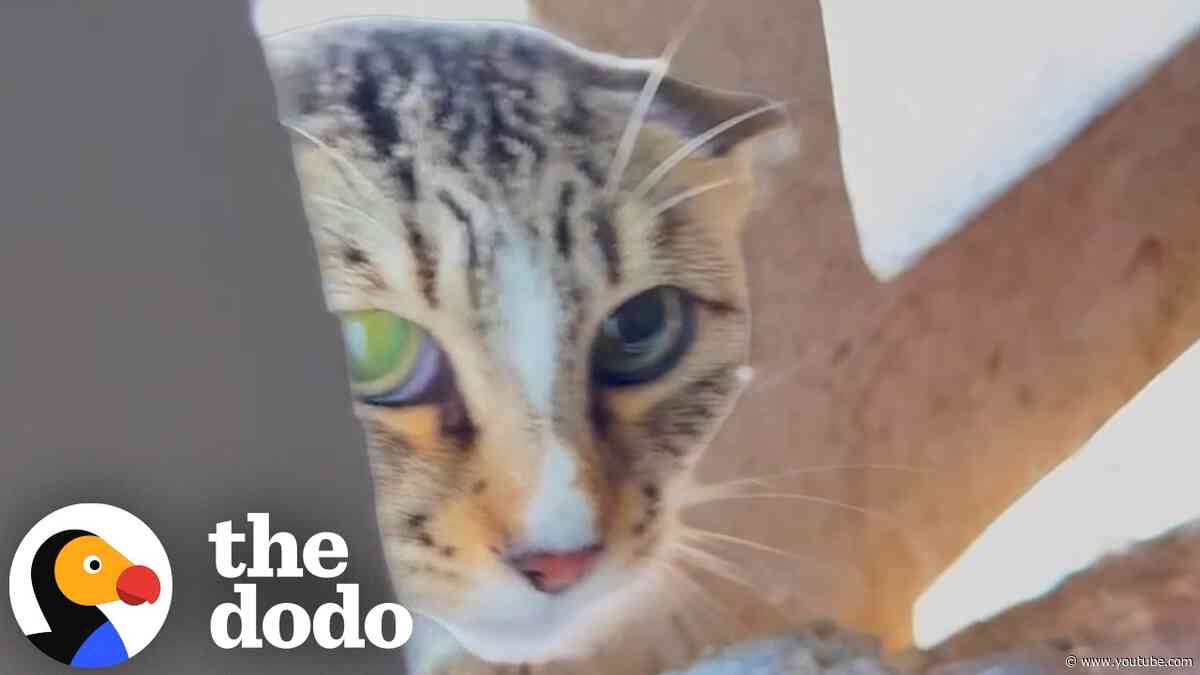 Cat Dangling From A Three Story Building Defies All Odds | The Dodo
