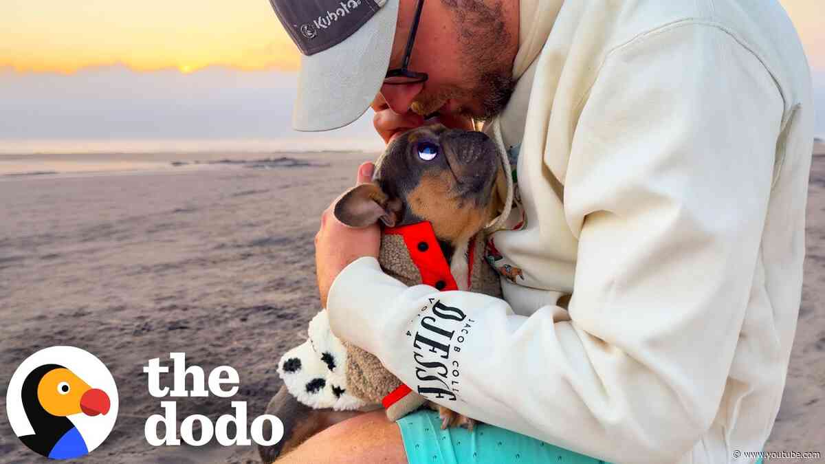 After Years In A Cage, All This Frenchie Wants Is Her Dad | The Dodo