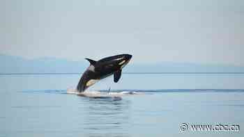 N.S. whale sanctuary breaks ground amid protests, unsigned lease