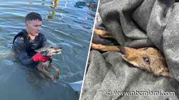 WATCH: Crews respond to dog rescue, end up saving coyote from Florida lake
