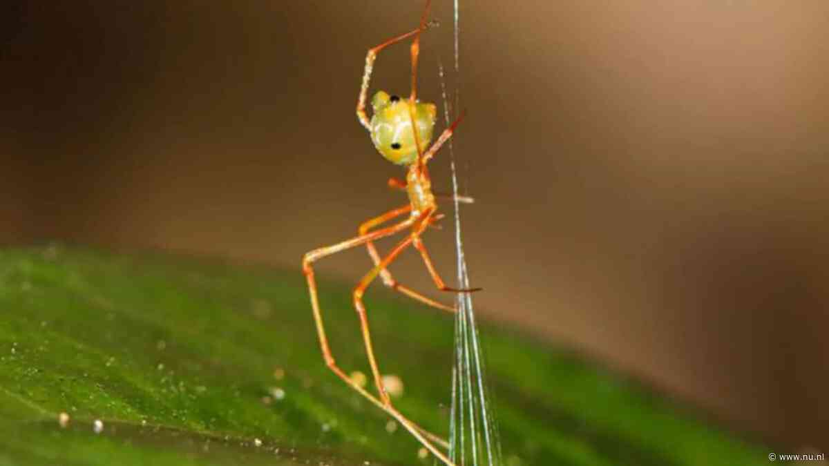 Nieuw ontdekte spin in Australië schiet web als katapult af om prooi te vangen