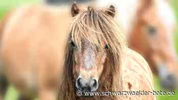 Schreck in Haigerloch: Shetland-Pony verschwindet spurlos - Pferdeschänder am Werk?