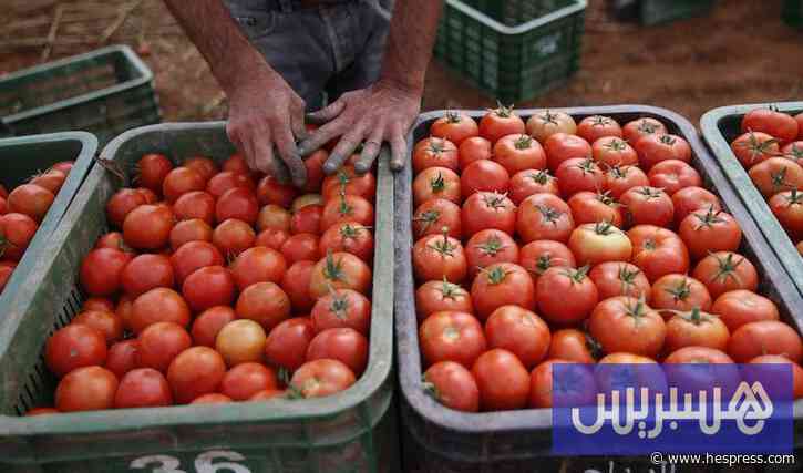 الطماطم المغربية المُصدرة تهدئ مخاوف الف