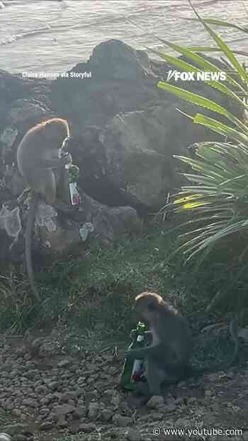Two MISCHIEVOUS monkeys caught drinking beer in Indonesia #shorts #us #news #foxnews #monkey