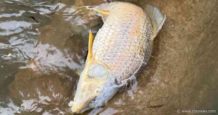 Atlanta opening independent probe into massive fish kill in Chattahoochee River