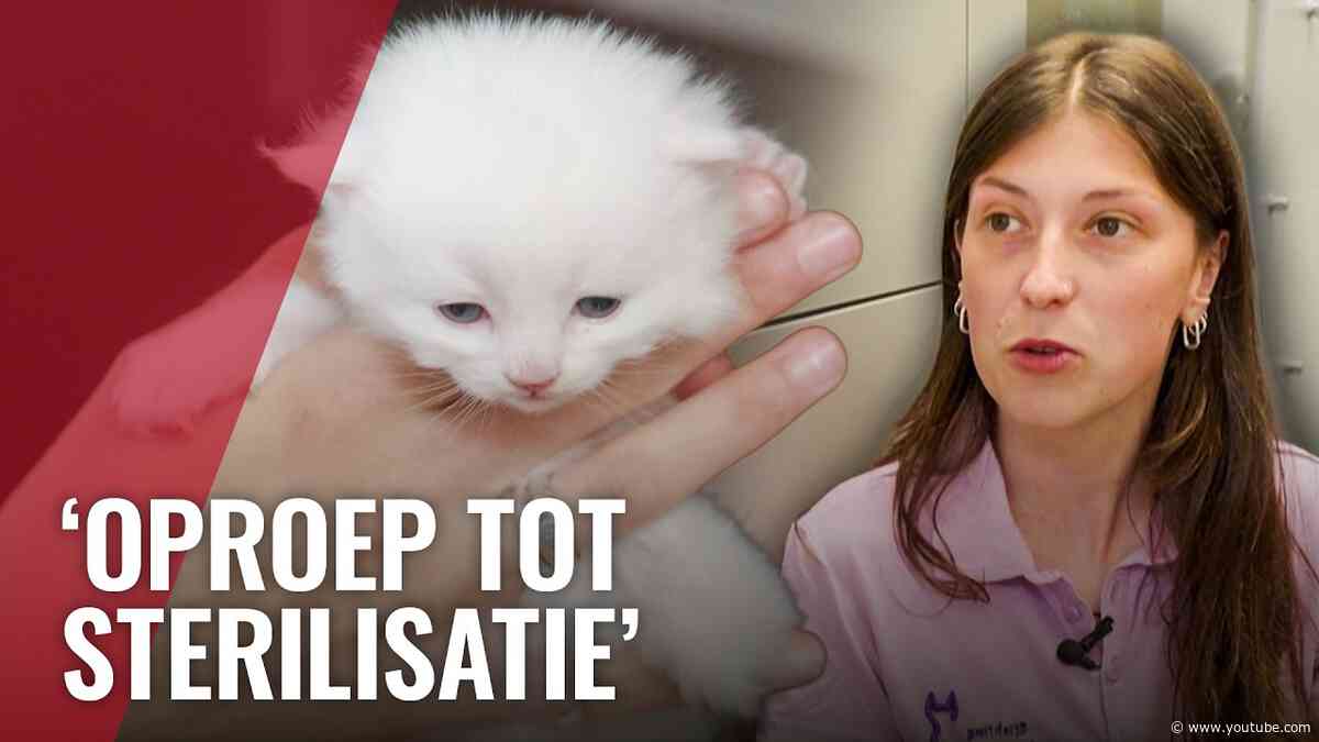 Opvang zwerfkatten zit ramvol: zelfs katten op kantoor