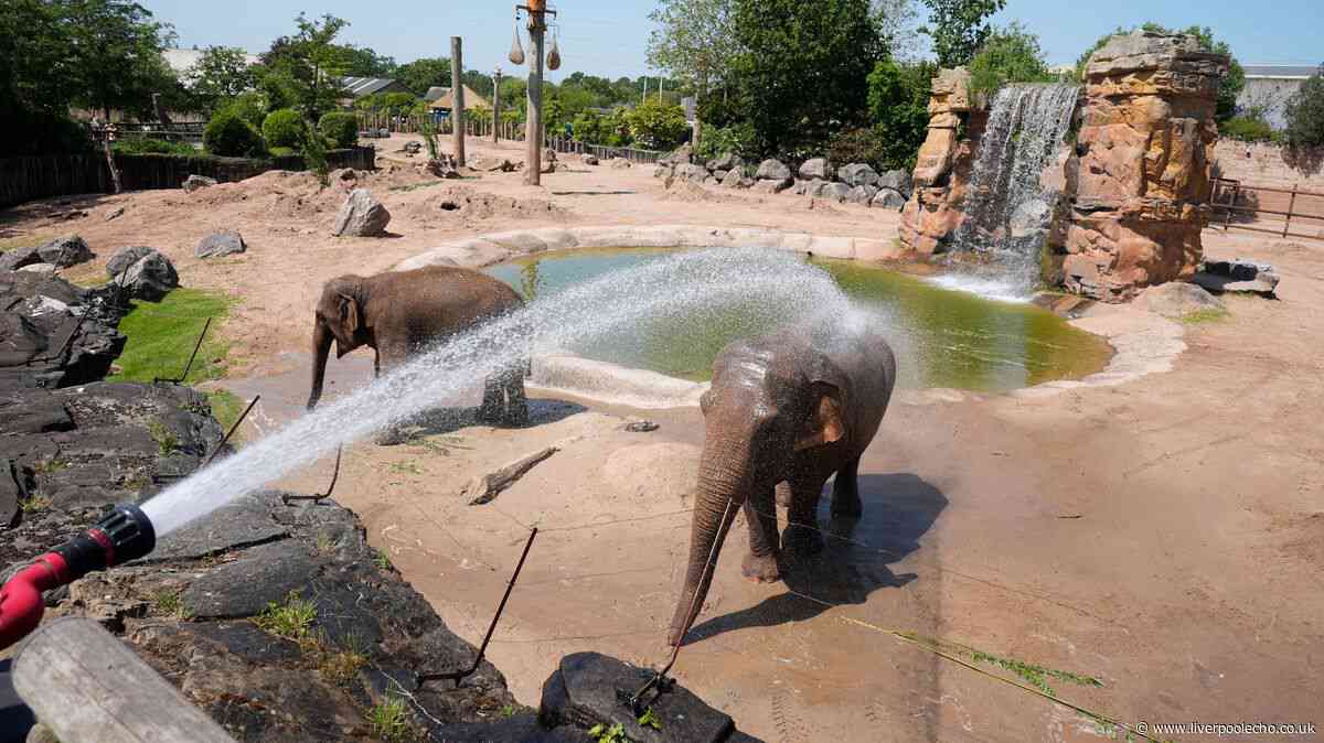 Chester Zoo to close early for 'safety of visitors and staff'