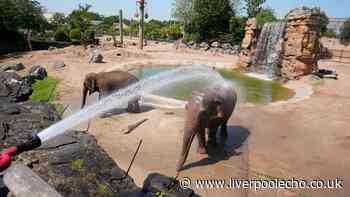 Chester Zoo to close early for 'safety of visitors and staff'